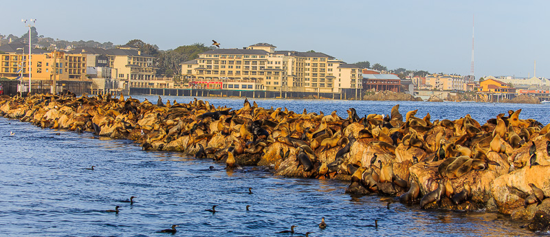 Seals on a pier in Monterey California