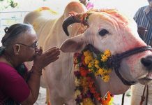 Benefits Of Cow Urine And Panchgavya – Govt Sets Up Panel For Scientific Research Benefits of Cow Urine and Panchgavya