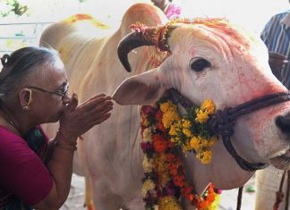 Benefits Of Cow Urine And Panchgavya – Govt Sets Up Panel For Scientific Research Benefits of Cow Urine and Panchgavya