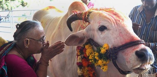 Benefits Of Cow Urine And Panchgavya – Govt Sets Up Panel For Scientific Research Benefits of Cow Urine and Panchgavya