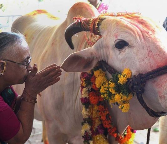 Benefits Of Cow Urine And Panchgavya – Govt Sets Up Panel For Scientific Research Benefits of Cow Urine and Panchgavya