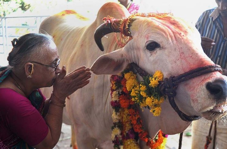 Benefits of Cow Urine and Panchgavya