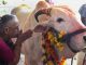 Benefits Of Cow Urine And Panchgavya – Govt Sets Up Panel For Scientific Research Benefits of Cow Urine and Panchgavya