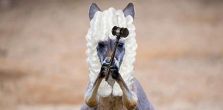 Bizarre! 5 Year Old Girl Forcibly Married To 8 Year Old Boy In Guna, Madhya Pradesh child marriage