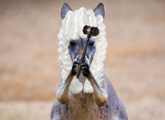 Bizarre! 5 Year Old Girl Forcibly Married To 8 Year Old Boy In Guna, Madhya Pradesh child marriage