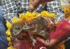 BJP Minister Solemnizes Marriage Of 2 Frogs To Make it Rain in MP Frog wedding