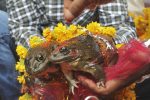 BJP Minister Solemnizes Marriage Of 2 Frogs To Make it Rain in MP Frog wedding