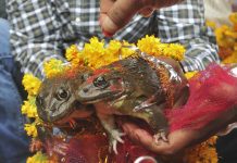 BJP Minister Solemnizes Marriage Of 2 Frogs To Make it Rain in MP Frog wedding