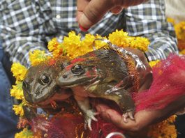 Frog wedding