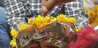 BJP Minister Solemnizes Marriage Of 2 Frogs To Make it Rain in MP Frog wedding