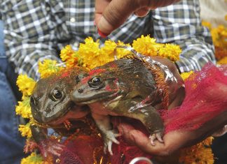 BJP Minister Solemnizes Marriage Of 2 Frogs To Make it Rain in MP Frog wedding