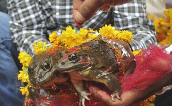 BJP Minister Solemnizes Marriage Of 2 Frogs To Make it Rain in MP Frog wedding