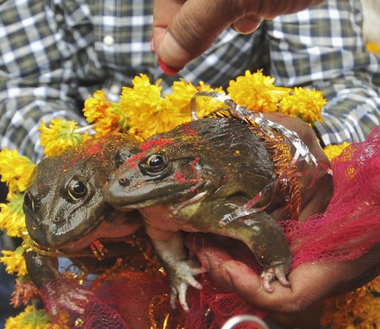 BJP Minister Solemnizes Marriage Of 2 Frogs To Make it Rain in MP Frog wedding