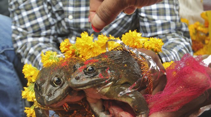 BJP Minister Solemnizes Marriage Of 2 Frogs To Make it Rain in MP Frog wedding