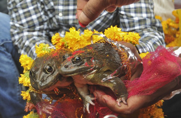 Frog wedding