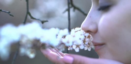 Connection Between Your Power Of Smell And Memory Revealed Power of smell and memory