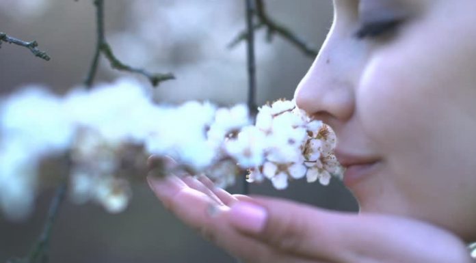 Connection Between Your Power Of Smell And Memory Revealed Power of smell and memory