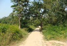 How Rural India Can Save The Spread Of COVID19 ? An Indian village approach road