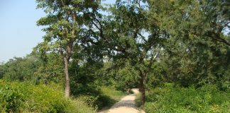 How Rural India Can Save The Spread Of COVID19 ? An Indian village approach road