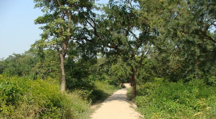 How Rural India Can Save The Spread Of COVID19 ? An Indian village approach road