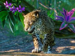 A Leopard