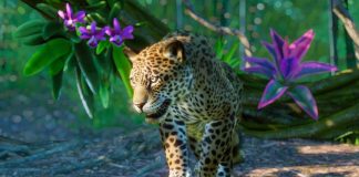 The Leopard Returns As Peacocks Dance & Bluebulls Roam The Streets Amid Corona Lockdown A Leopard