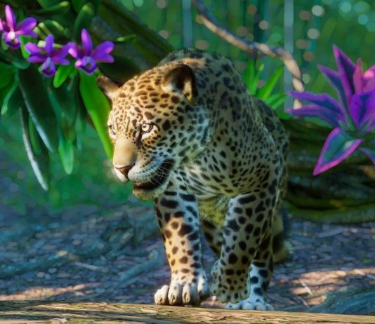 The Leopard Returns As Peacocks Dance & Bluebulls Roam The Streets Amid Corona Lockdown A Leopard