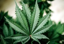 Oz Doctor Arrested For Cannabis Seeks Bail For Working On Cannabis Cannabis