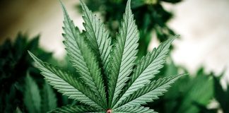 Oz Doctor Arrested For Cannabis Seeks Bail For Working On Cannabis Cannabis