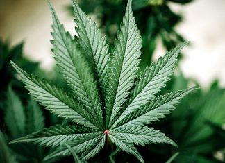 Is CBD Oil Vegan? Cannabis