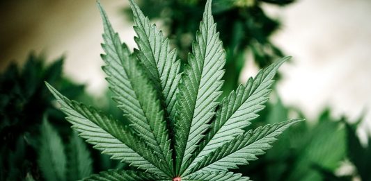 Is CBD Oil Vegan? Cannabis