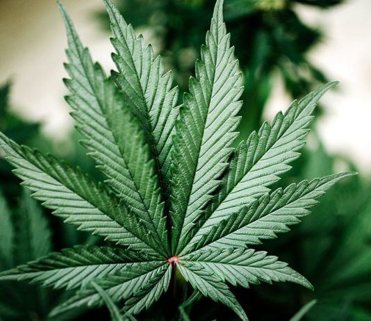 Oz Doctor Arrested For Cannabis Seeks Bail For Working On Cannabis Cannabis