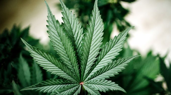 Is CBD Oil Vegan? Cannabis