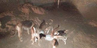 The Good Samaritans “Don’t Waste Food”, Hyderabad | Ser-GS.2 Don't Waste Food