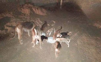 The Good Samaritans “Don’t Waste Food”, Hyderabad | Ser-GS.2 Don't Waste Food