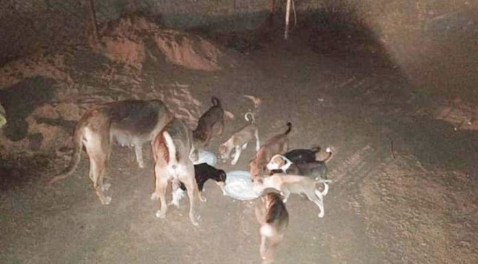 The Good Samaritans “Don’t Waste Food”, Hyderabad | Ser-GS.2 Don't Waste Food