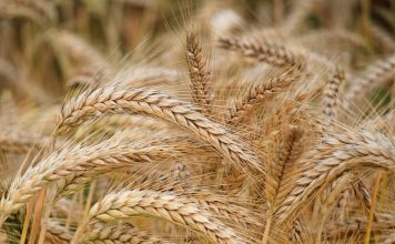 Time For a New Normal For Developing a New India Developing New India