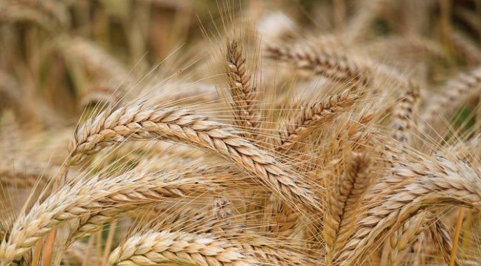 Time For a New Normal For Developing a New India Developing New India