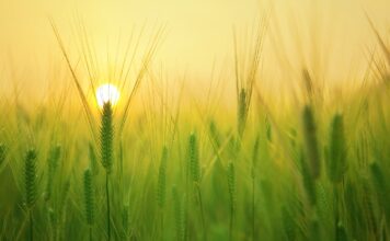 Farmer’s Issue And The Way Forward | K Vijay Rao Farmer's Issue