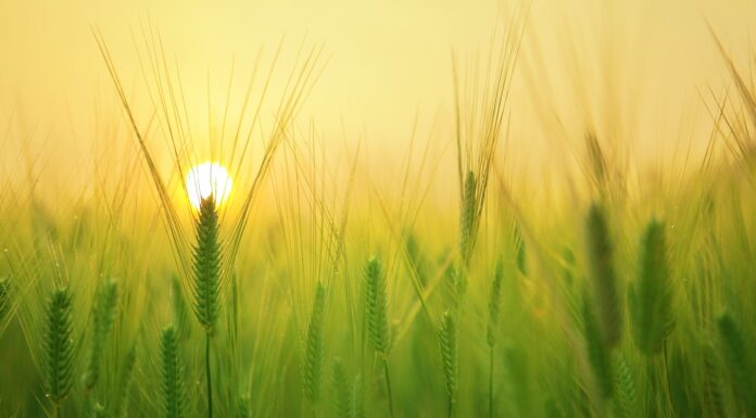 Farmer’s Issue And The Way Forward | K Vijay Rao Farmer's Issue