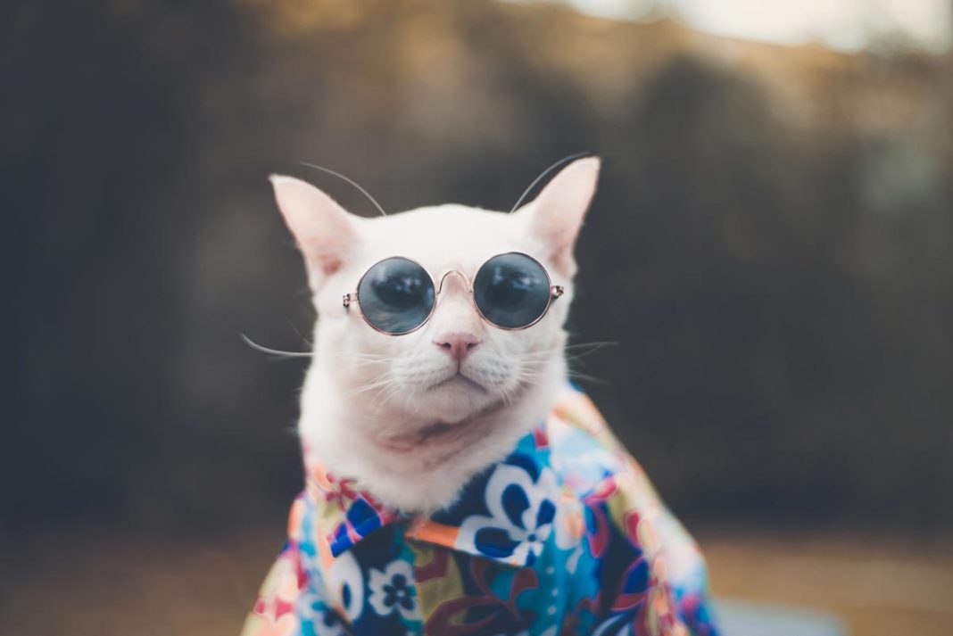Cool Cat - Round Sun Glasses