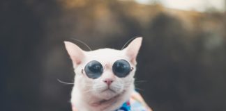 The Ultimate Guide To Shopping Round Sunglasses Cool Cat - Round Sun Glasses