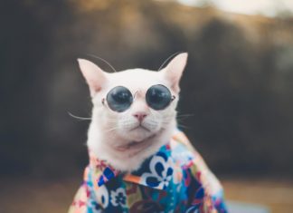 The Ultimate Guide To Shopping Round Sunglasses Cool Cat - Round Sun Glasses