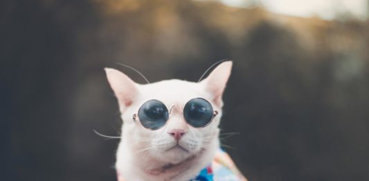 The Ultimate Guide To Shopping Round Sunglasses Cool Cat - Round Sun Glasses