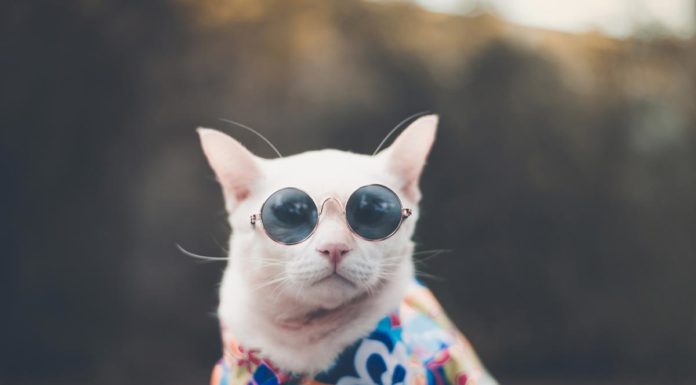 The Ultimate Guide To Shopping Round Sunglasses Cool Cat - Round Sun Glasses