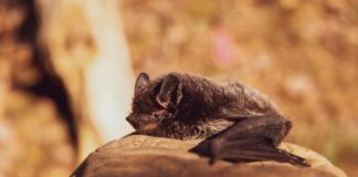 Clamour For Further Investigations Into The Origin Of COVID-19 Grows Louder! Origin of Covid-19