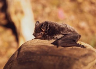 Clamour For Further Investigations Into The Origin Of COVID-19 Grows Louder! Origin of Covid-19