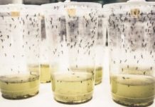 Victory Unnoticed In The Pandemic World Mosquito Program