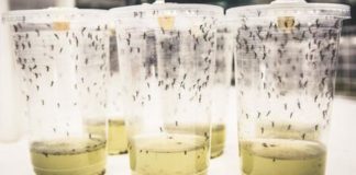 Victory Unnoticed In The Pandemic World Mosquito Program