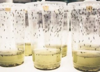 Victory Unnoticed In The Pandemic World Mosquito Program